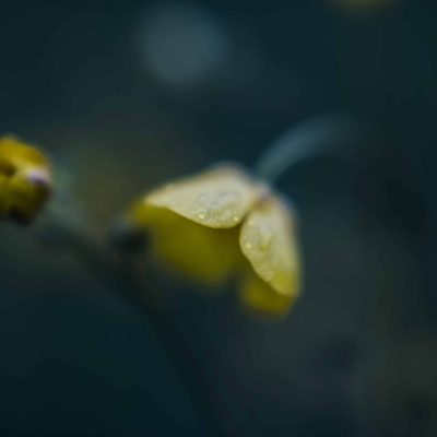 5. proxecto de terapia de bosque