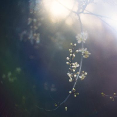 6. proxecto terapia de bosque a particulares