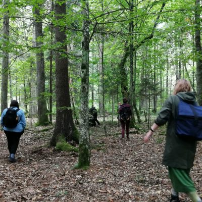 8. Retiro de bosque